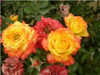 21fe7093-Picture 3351.jpg